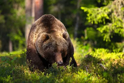 Медведь в Рогатине: выберите формат для бесплатного скачивания