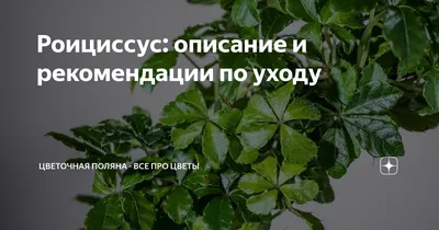 Роициссус
