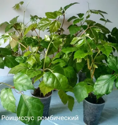 РОИЦИССУС ПОДВЕСНОЙ Диаметр 21 см Высота 50 см — купить в Москве. Доступные  цены, доставка 🌿 Greendekor