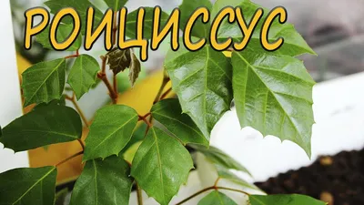 Красивый вьюн Березка / Роициссус. Молодое растение с корнями. — купить в  Красноярске. Горшечные растения и комнатные цветы на интернет-аукционе Au.ru