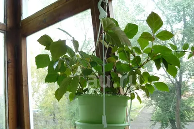 Роициссус подвесной 🌼 купить в Москве недорого с доставкой - GoodFlora