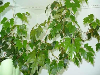 Коллекционный объект БСИ ДВО РАН: Rhoicissus rhomboidea (Роициссус  ромбический)