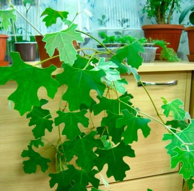 Роициссус советы за уходом в домашних условиях | Growbox