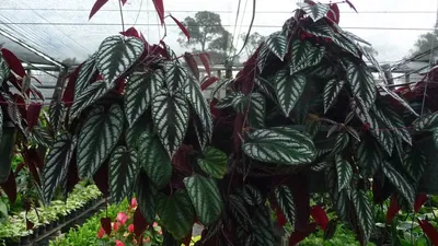 Циссусы(Cissus) - род семейства Виноградовые(Vitaceae) | Страница 6