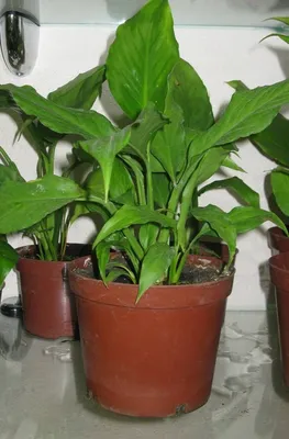 Роициссус ромб обыкновенный (C. rombifolia syn.: 150 KGS ➤ Другие комнатные  растения | Новопокровка | 106221217 ᐈ lalafo.kg