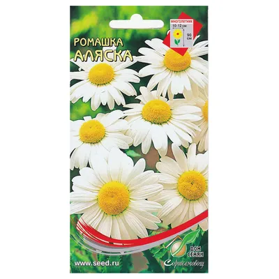 Shasta Daisy Seeds, Leucanthemum | American Meadows | Ромашки, Аляска, Маки