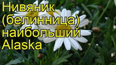 Ромашка из семян | Цветочная страсть | Дзен