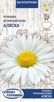 Купить Ромашка садовая «Аляска» за 90 руб. в городе Краснодаре - «Магия  Лотоса»