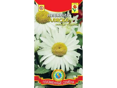 ᐅ Нивяник \"Аляска\" (Leucanthemum x superbum \"Alaska\") купить по цене  производителя ✓доставкой почтой в магазине ❀Пролисок❀ Украина -  Интернет-магазин «Пролисок» - садовые растения почтой