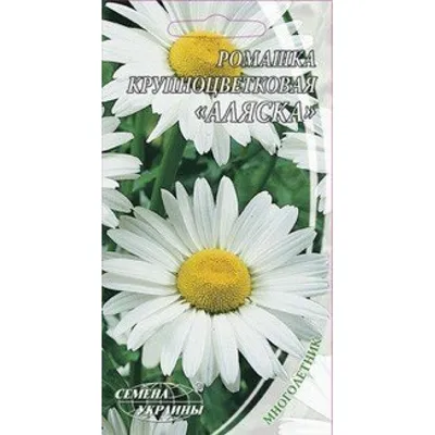 Купить Нивяник наибольший \"Аляска\" (Leucanthemum maximum «Alaska») от 299  руб. в интернет-магазине Архиленд с доставкой почтой по Москве и в регионы