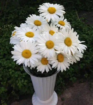 Ромашка Аляска (Leucanthemum Alaska) С2 купить в интернет-магазине ЦВІТСАД  с доставкой по Украине