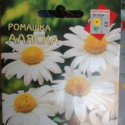 Семена цветов Ромашка крупная \"Аляска\", Дом семян, 70 штук купить по цене  99 ₽ в интернет-магазине KazanExpress