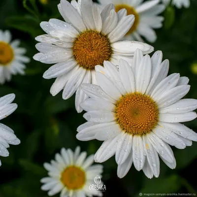 Цветочная ферма «Маленький сад» on Instagram: \"Ромашки «Аляска»🌼 Самые  крупные ромашки, которые растут у нас😍 Абсолютно неприхотливые цветы,  цветущие в начале лета и в начале осени. Два раза за сезон. Просто  посмотрите