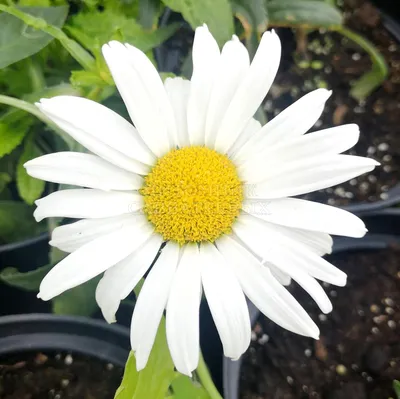 Buy Chamomile Large-flowered Flowers Seeds alaska 0,5 G Natural Farmer's  Dream Ромашка Крупноцветковая Аляска Online in India - Etsy