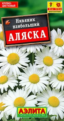 Нивяник наибольший \"Аляска\" ✓ купить саженцы в питомнике в Москве, Туле,  Белгороде