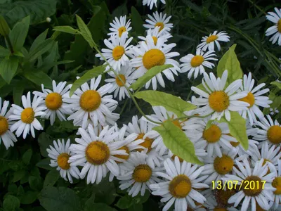 Нивяник наибольший (Leucanthemum maximum `Alaska`) - Нивяник наибольший -  Многолетники - Каталог - LESKOVO-PITOMNIK.ru