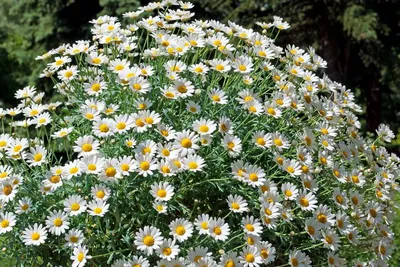 Ромашка садовая крупноцветная белая многолетняя - купить семена в Украине  недорого | Florium.ua