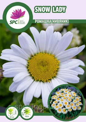 Купить набор сахарных украшений Slado Ромашки - 9 шт в Украине, цена