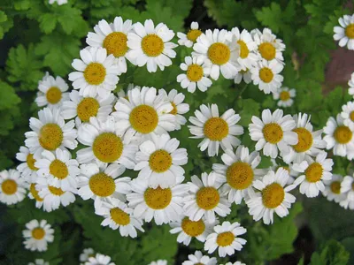 Матрикария далматская Девичья Ромашка (Pyrethrum cinerariaefolium Trev)  купить с доставкой по Беларуси \"BuonRoza \"