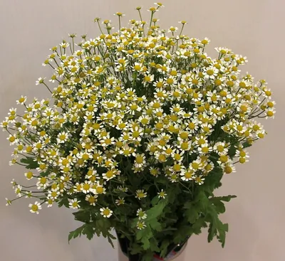 танацетум декоративная зелень цветы ромашка Tanacetum parthenium,  Matricaria parthenium