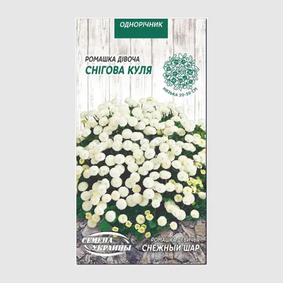 Пижма девичья махровая (Chrysanthemum Parthenium)