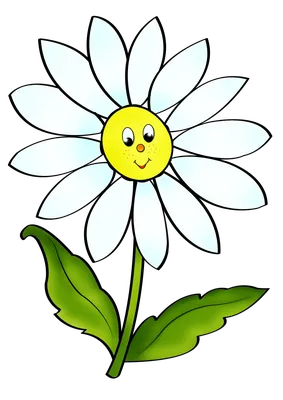 Обыкновенная ромашка, контур цветка ромашки, белый, подсолнечник, симметрия  png | PNGWing
