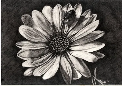 Цветок ромашка рисунок карандашом - 52 фото