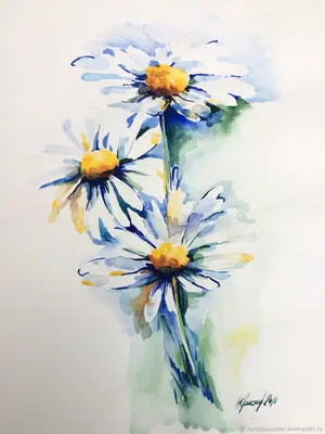 Ромашка или букеты Дейзи, белые цветы. Реалистичный ботанический эскиз на  белом фоне для дизайна, рисунок вручную в ботаническом стиле . Стоковая  иллюстрация ©Asetrova #314088854