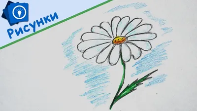 Конкурс рисунков «Ромашка– любимый цветок» - Культурный мир Башкортостана