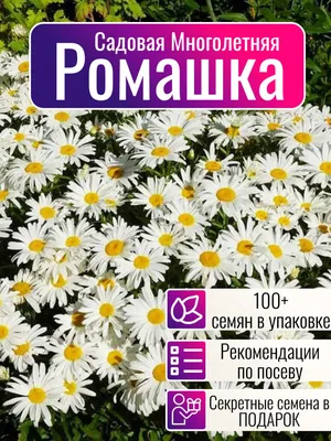 Искусственный куст Ромашка мини букет голубой, 30см. | Di-Fiori ™ Москва —  купить в розницу и оптом