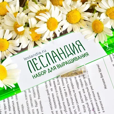 Вертикордия — Ромашка голубая высокая (Leucanthemum sp.)