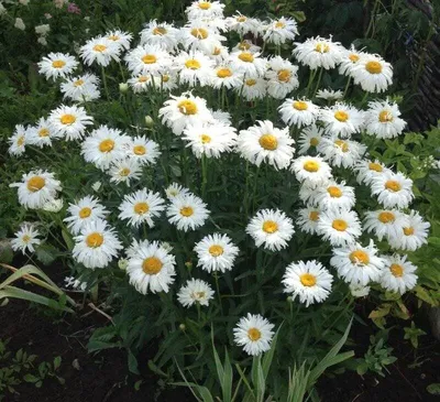 Купить Нивяник (ромашка) 'Крейзи Дейзи' / Leucanthemum superbum 'Crazy  Daisy' в Подмосковье в Сергиевом Посаде в питомнике АгроПАРК