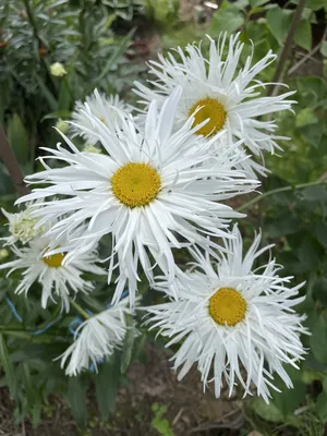 Ромашка махровая Крейзи Дейзи (Leucanthemum superbum Crazy Daisy) купить с  доставкой по Беларуси \"BuonRoza \"