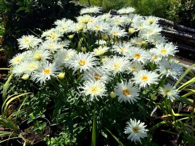 Махровая ромашка Нивяник наибольший Крейзи Дейзи (Leucanthemum superbum  Crazy Daisy)