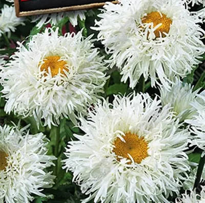 Ромашка 4SS цветов - купить по выгодным ценам в интернет-магазине OZON  (1224201511)