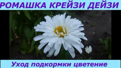 Ромашка садовая,махровая,Крейзи Дейзи: 10 грн. - Сад / огород Одесса на Olx