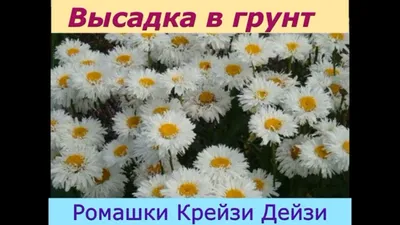 Семена ромашка Семена Алтая Крейзи дейзи 1 уп. - купить в Москве, цены на  Мегамаркет