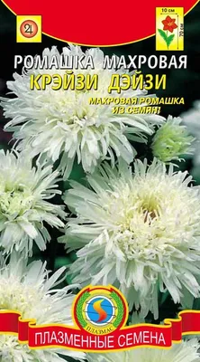 Многолетняя ромашка крейзи дейзи. Как и когда сеять, уход за рассадой,  пикировка, высадка в грунт. - YouTube