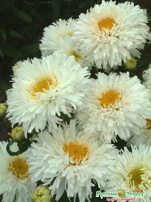 Семена цветов крупноцветковой ромашки SeedEra Крейзи Дейзи, многолетняя,  0,1 г - ОЛДІ