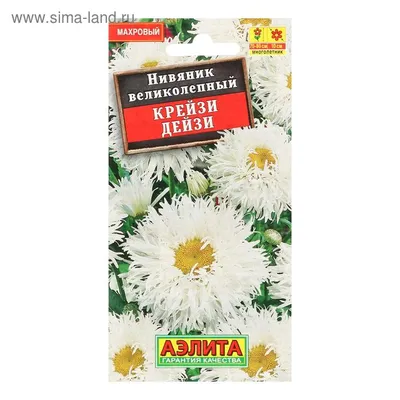 Leucanthemum Максимум Шаста Ромашка Макс Хризантема Crazy Дейзи Ромашка  Колесо Ромашка Цепи Chamomel Банды Взрыва В Саду В Клумбе — стоковые  фотографии и другие картинки Без людей - iStock