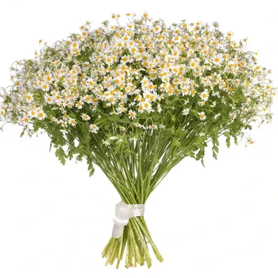 Заказать цветы БУКЕТ ИЗ КУСТОВОЙ РОМАШКИ (ТАНАЦЕТУМА) Великий Новгород
