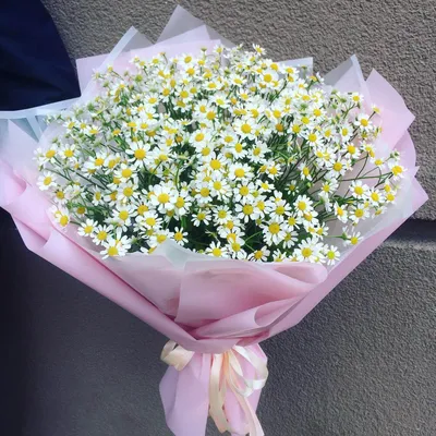 Кустовые ромашки купить в Москве с доставкой недорого – id 5553 | Roses  Delivery