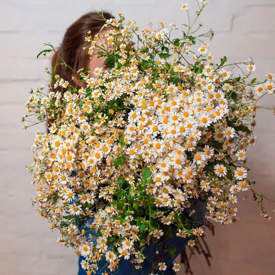 РОМАШКА КУСТОВАЯ ИСКУССТВЕННАЯ 63 см купить Искусственные цветы недорого  доставка по Москве бесплатно