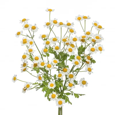 Купить Ромашка «Кустовая» из каталога Цветы в Сыктывкаре - «Флориска».