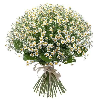 Ромашка кустовая в Полысаево - Купить с доставкой от 150 руб. |  Интернет-магазин «Люблю цветы»