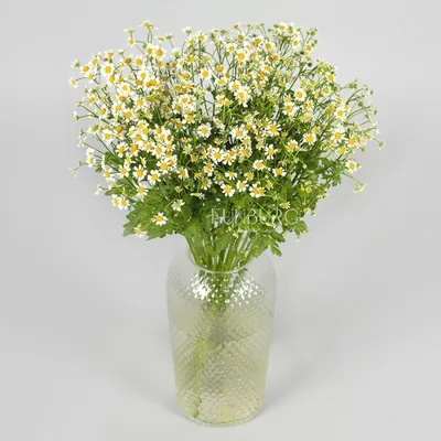 №Н918 — Букет невесты из кустовой ромашки - Botanic Craft | Цветы и  растения в Хабаровске