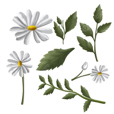 ромашки цветы и листья набор акварельных элементов PNG , цветы, лист,  могила PNG картинки и пнг PSD рисунок для бесплатной загрузки