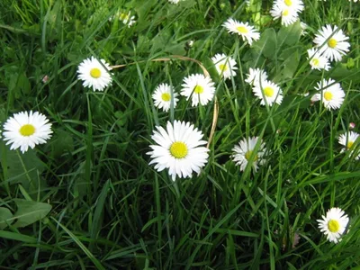 Leucanthemum Максимум, Shastha Ромашка, Декоративные Многолетнее Растение С  Крупными Прикорневыми Листьями И Неглубоко Лопастные Листья Стебель И  Терминала Белая Голова 8-12 См В Поперечнике С Желтым Центром Фотография,  картинки, изображения и сток ...