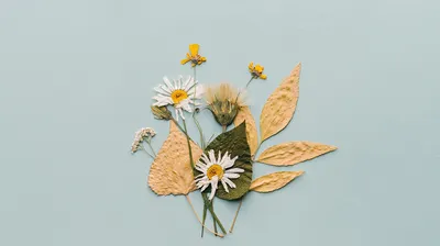 Ромашка Или Ромашка Ромашка Как Растение Семьи Asteraceae Вектор  Иллюстрации Цветущие Цветы И Зеленые Листья Matricaria Ромашки Немецкий Или  Венг — стоковая векторная графика и другие изображения на тему Без людей -  iStock