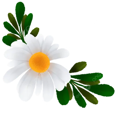 ромашка с иллюстрацией листьев PNG , ромашки, цветок, белый PNG картинки и  пнг PSD рисунок для бесплатной загрузки